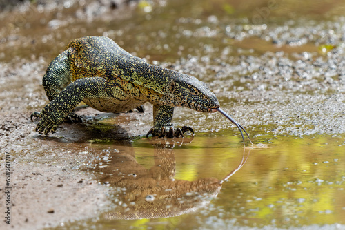 Water Monitor Lizard (Varanus niloticus) or Nile Monitor Lizard searching for food in Hluhluwe Natioanal Park in South Africa photo