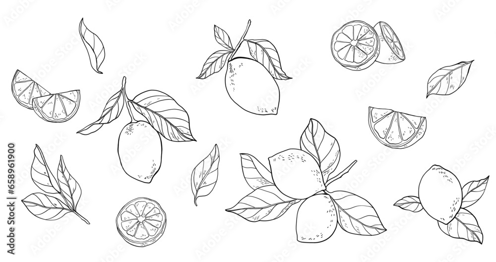 Fresh lemon and green leaves drawing. White background. Fresh lemon and green leaves drawing. White background.
