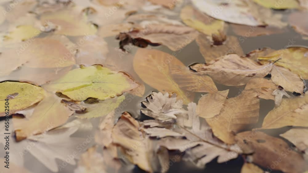 Slow motion fallen autumn leaves on lake surface closeup Slow motion fallen autumn leaves on lake surface closeup