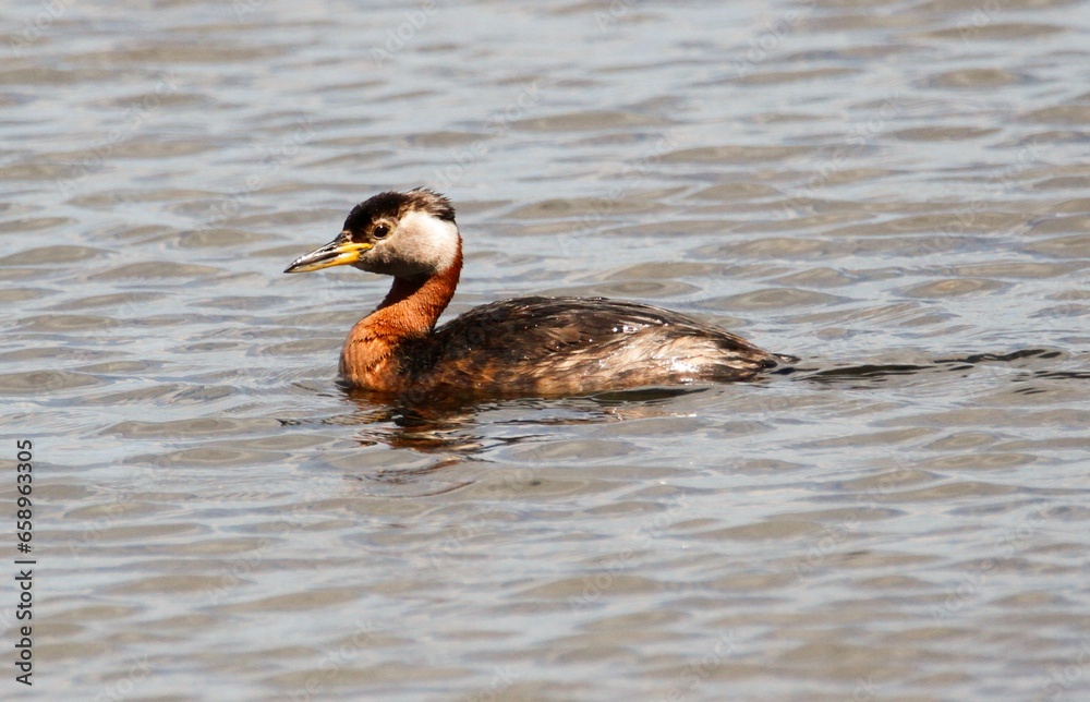 Red-necked Grebe swimming over a river. Photograph taken in Denmark Red-necked Grebe swimming over a river. Photograph taken in Denmark