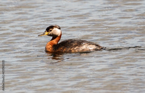 Red-necked Grebe swimming over a river. Photograph taken in Denmark