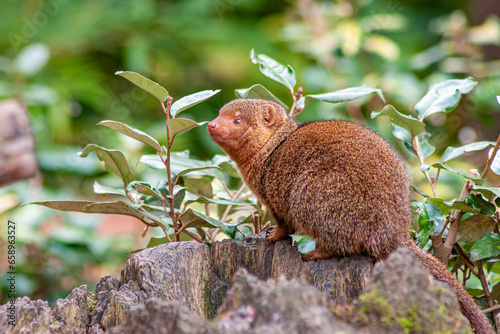 Zwergmanguste, Mungo, Gopher photo