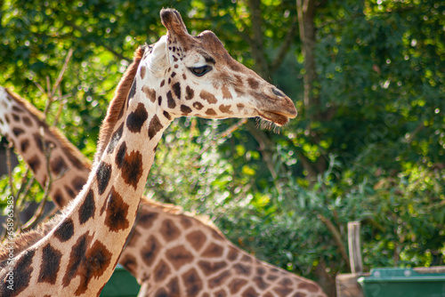 Photography giraffe in the zoo