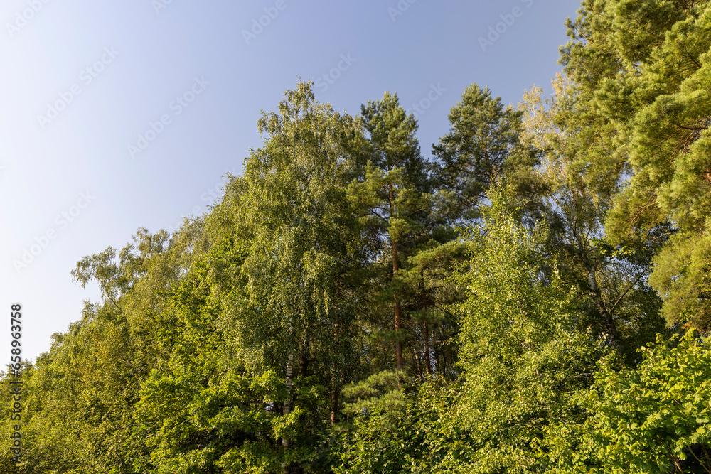 Fototapeta premium Deciduous trees with green foliage in summer