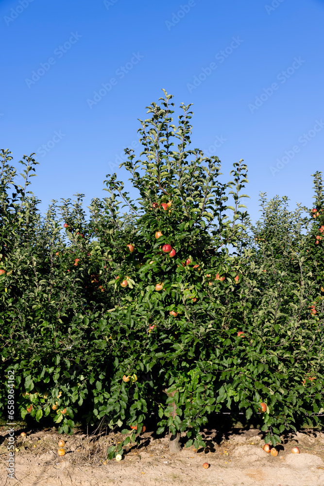 ripe harvest of apples hanging on trees, orchard