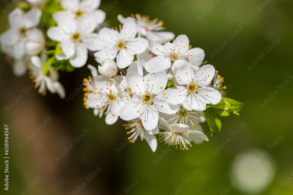 cherry in the orchard blooms with white flowers cherry in the orchard blooms with white flowers