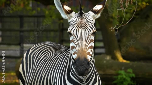 Сlose-up view of a zebra in a biopark. Animal behavior photo