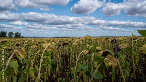 Large sunflower field. Big field of ripe sunflowers on sunny summer day. Scale field of mature yellow sunflower flowers. Industrial cultivation of sunflowe. Agricultural field. time lapse, 4k. photo