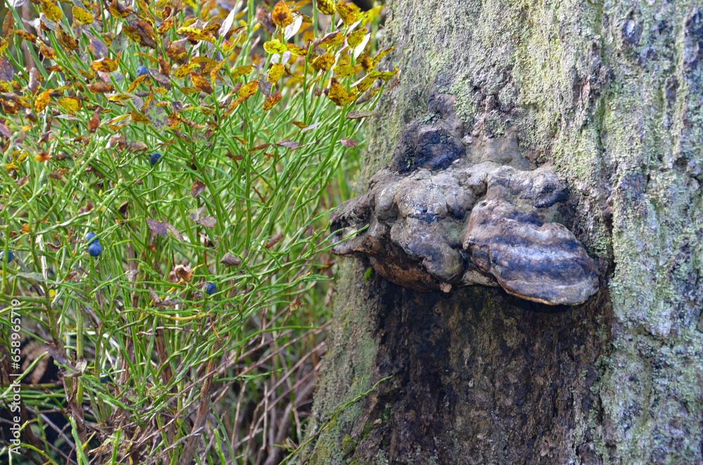 Naklejka premium moss on tree