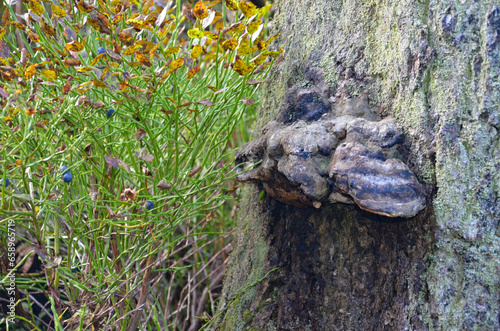 moss on tree