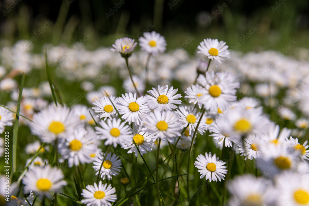 white daisy flowers in the park in spring white daisy flowers in the park in spring
