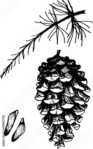 Pine cone, seeds and Christmas tree branch, botanical set. Hand drawn illustration.
