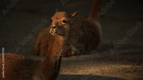 Close-up view of Vicuna (Lama vicugna) or vicuna resting in the sun. Animal behavior photo