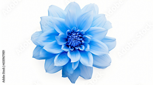 Blue flower isolated on white background.