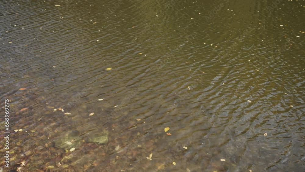 Slow motion autumn leaves falling on water surface of a lake Slow motion autumn leaves falling on water surface of a lake
