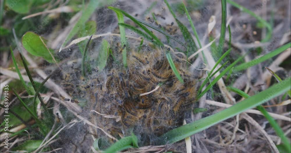Nest a cocoon of cobwebs with hairy caterpillars with an orange stripe Nest a cocoon of cobwebs with hairy caterpillars with an orange stripe