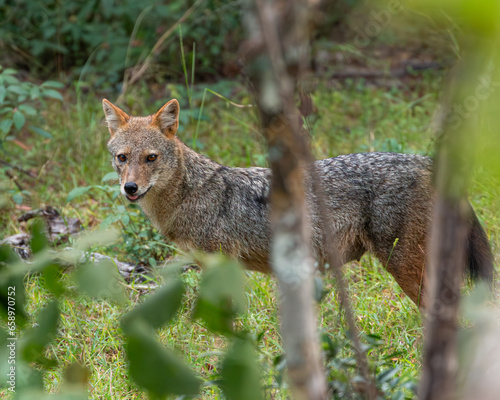A beautiful female Sri Lankan Jackal is hiding in the bush in Wilpattu National Park