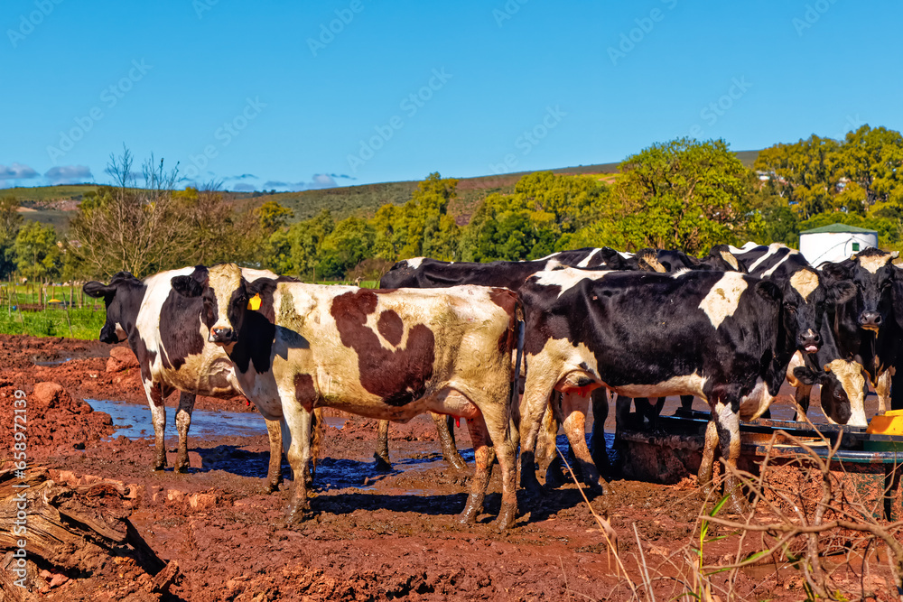 Description
Herd of Holstein dairy cows around a water trough near Riversdale in the Western Cape, South Africa