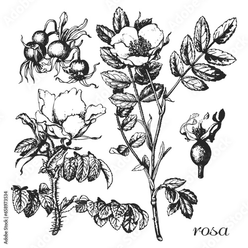rosa, rosa rugosa, rosa pendulina, 
rose hip silhouette, black and white design, rose hip vector illustration, шиповник