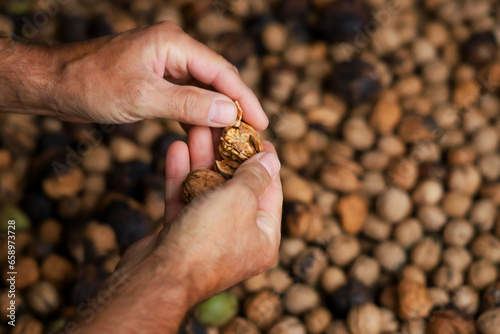 Workers hands manually cracking wallnuts. Blurred wallnuts in the background. Top view of manly farmers hands preparing food. 