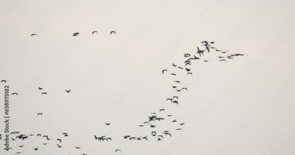 The great cormorant in flight The great cormorant in flight