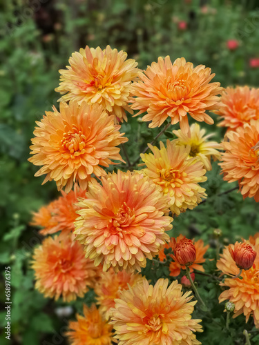Orange and red mum or chrysanth (Chrysanthemum) bloom completely. Orange Chrysanthemum growing in the garden during autumn