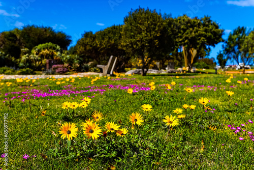 Description
Pretty yellow and purple spring wildflowers in public park at Still Bay in Western Cape, South Africa photo