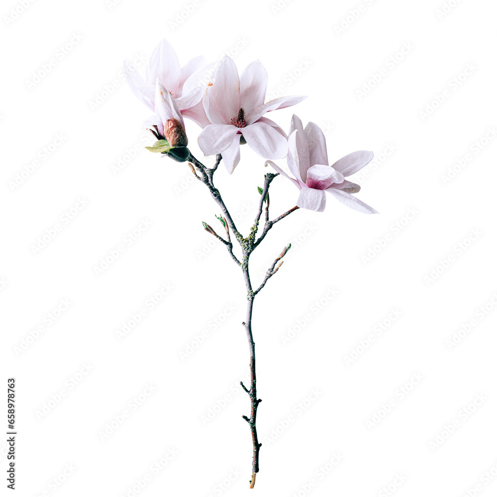 Magnolia liliiflora flower on branch, Lily magnolia flower isolated Magnolia liliiflora flower on branch, Lily magnolia flower isolated
