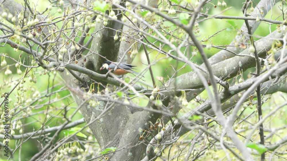 varied tit in a forest