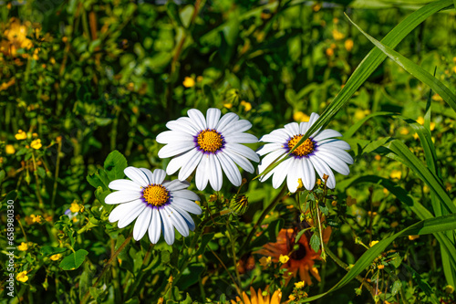 Three beautiful white daisy wildflowers with  purple ring and yellow centers growing in spring near Riversdale in the Western Cape, South Africa photo