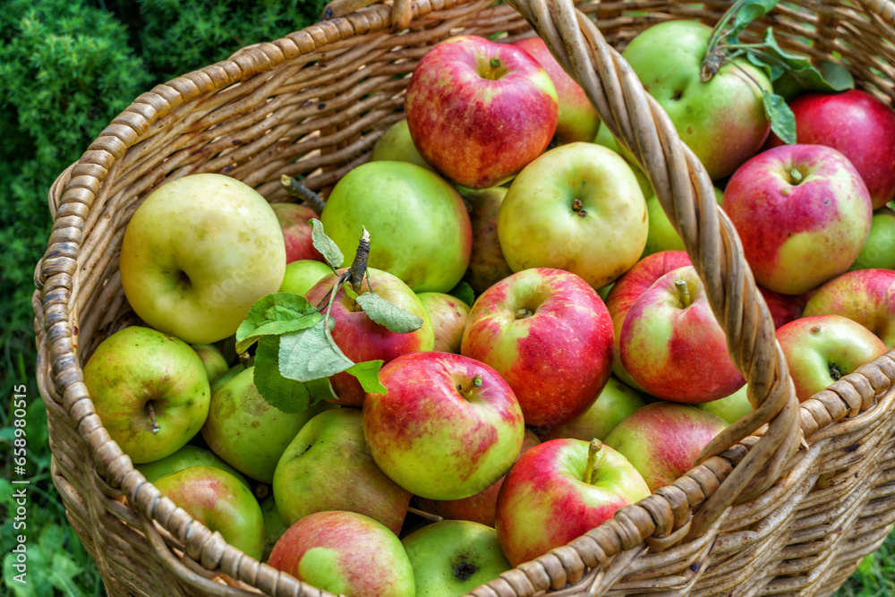 Fresh apples in a basket, in a summer garden, in the countryside Fresh apples in a basket, in a summer garden, in the countryside
