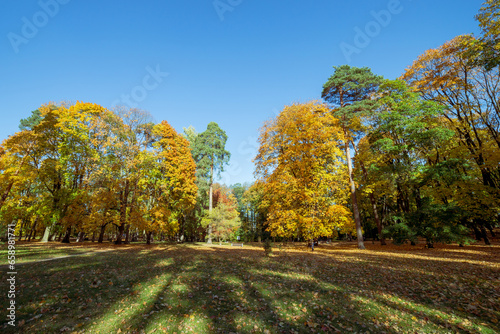 Trees in the park on a sunny autumn day © madredus