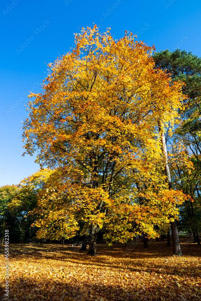Naklejka premium Trees in the park on a sunny autumn day