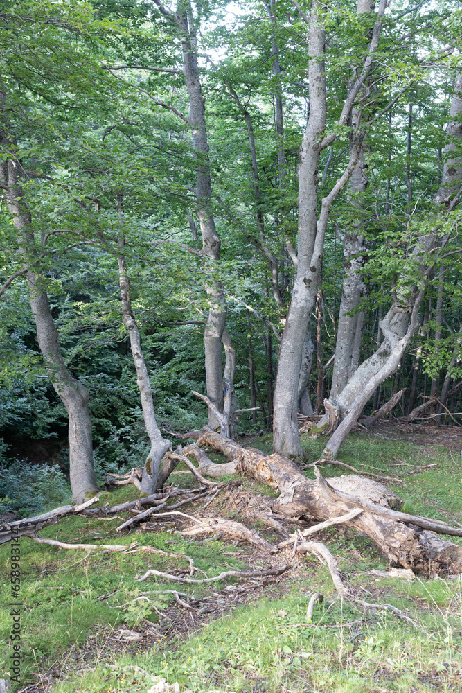 Obraz premium Trees in summer