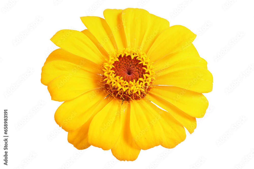 Yellow zinnia Yellow zinnia