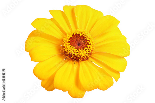 Yellow zinnia