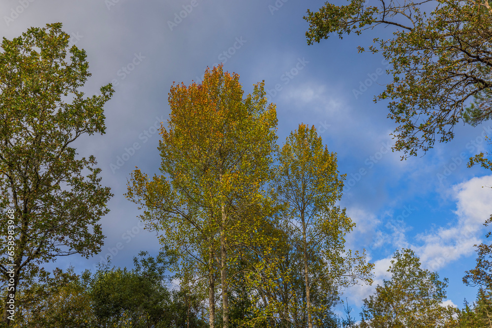 Beautiful view of autumn forest with yellowed trees swaying in wind on backdrop of blue sky with white clouds. Beautiful view of autumn forest with yellowed trees swaying in wind on backdrop of blue sky with white clouds.