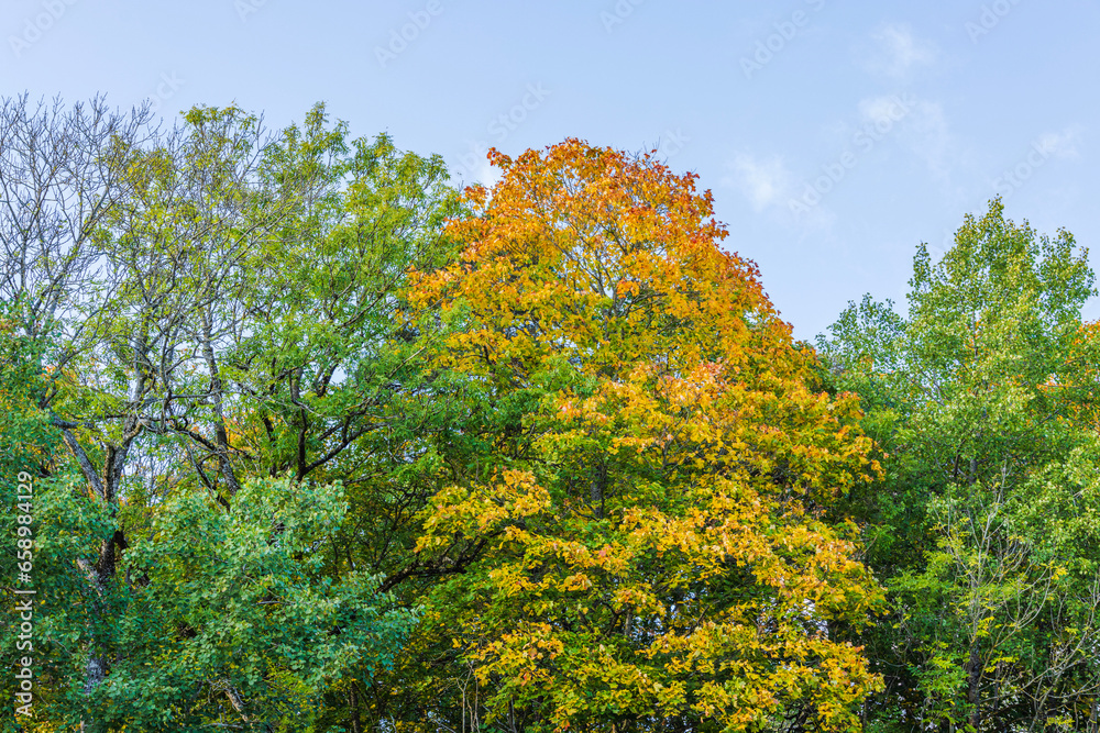 Beautiful view of yellowed maple tree on bright autumn day. Sweden.