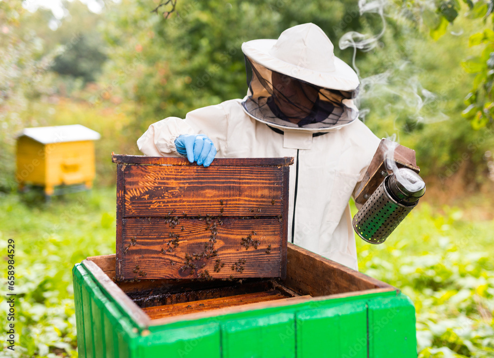 Senior beekeeper with a fumigator scans the hive Senior beekeeper with a fumigator scans the hive