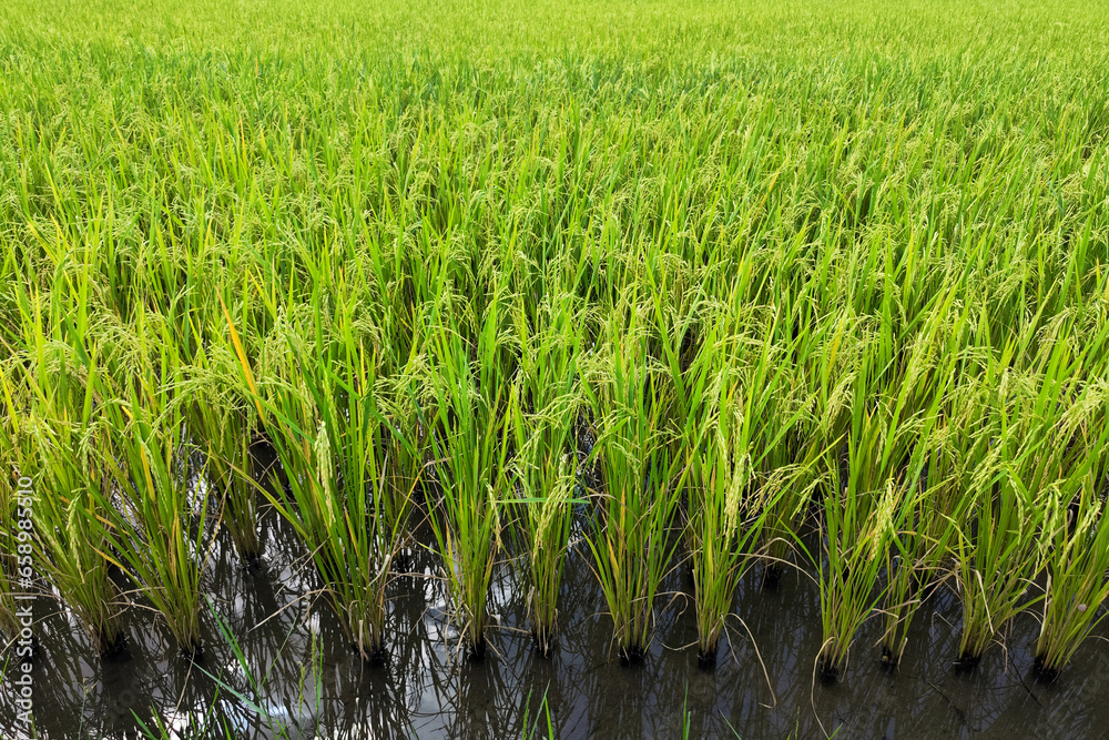 green rice plant in the water at the rice field. Asia, thailand agriculture.