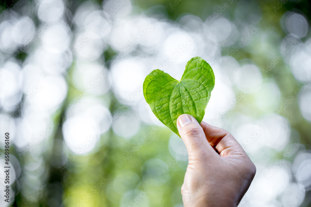 Hands holding green heart leaves.Plant a planting trees, loving the environment and protecting nature Nourishing the plants and world look beautiful, Forest conservation concept. Hands holding green heart leaves.Plant a planting trees, loving the environment and protecting nature Nourishing the plants and world look beautiful, Forest conservation concept.