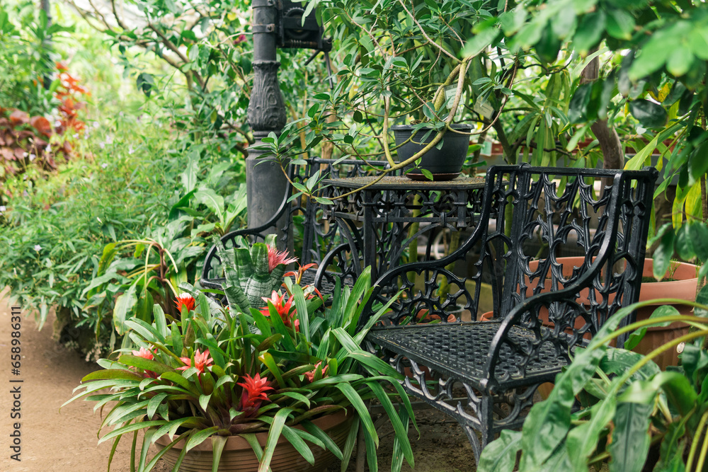 blooming bromeliads in a flowerpot next to a vintage bench among tropical plants in an old greenhouse blooming bromeliads in a flowerpot next to a vintage bench among tropical plants in an old greenhouse