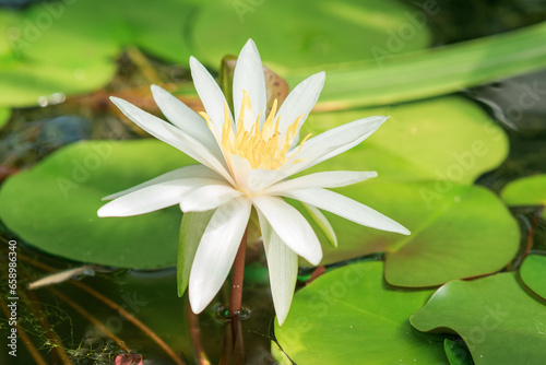 flower of white water lily in natural habitat close-up