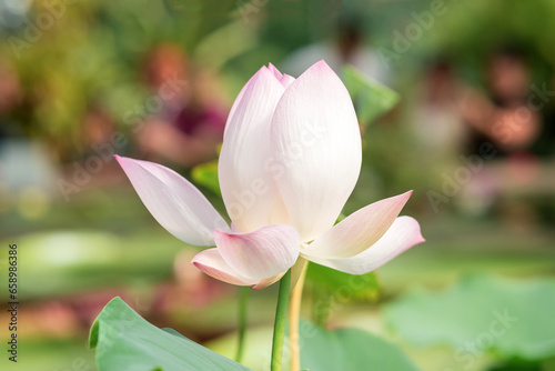 beautiful jentle white pink flower of lotus in natural habitat close-up