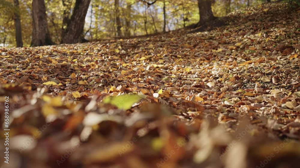 Slow motion fallen autumn leaves on a ground in forest Slow motion fallen autumn leaves on a ground in forest