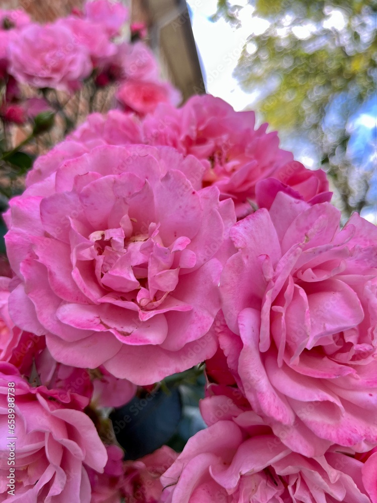 Tender pink roses, blooming bush