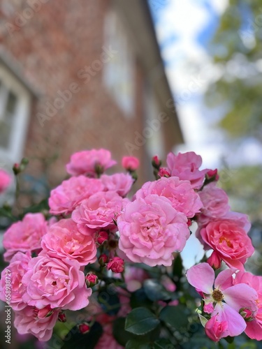 Tender pink roses, blooming bush