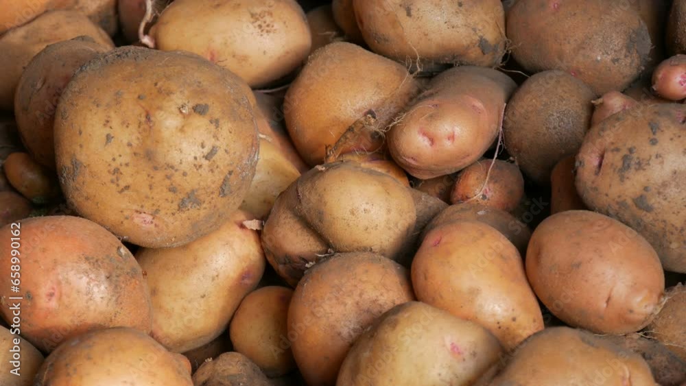 Harvest potatoes. Large potatoes lie in the barn after harvest. Close up view Harvest potatoes. Large potatoes lie in the barn after harvest. Close up view