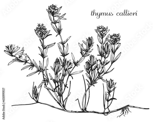 thymus callieri, thyme, medicinal plant, medicinal herbs, black and white design