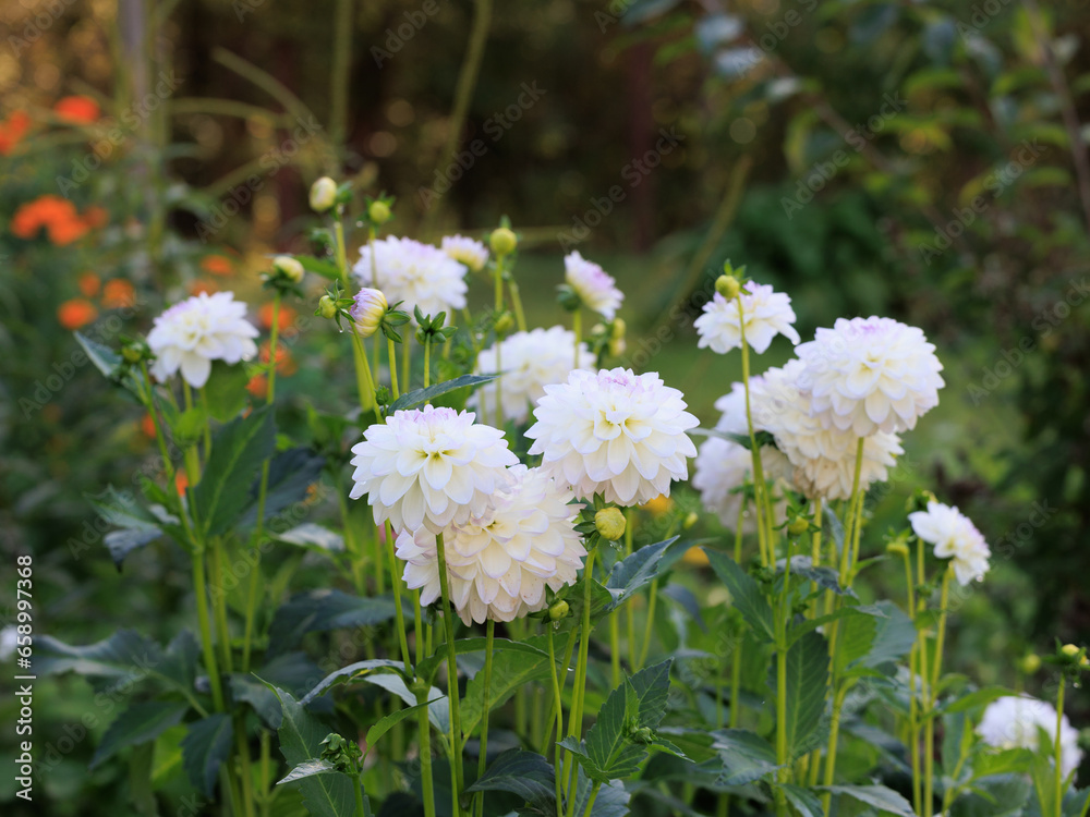 Many Evelyn dahlias in the garden on a blurred background Many Evelyn dahlias in the garden on a blurred background